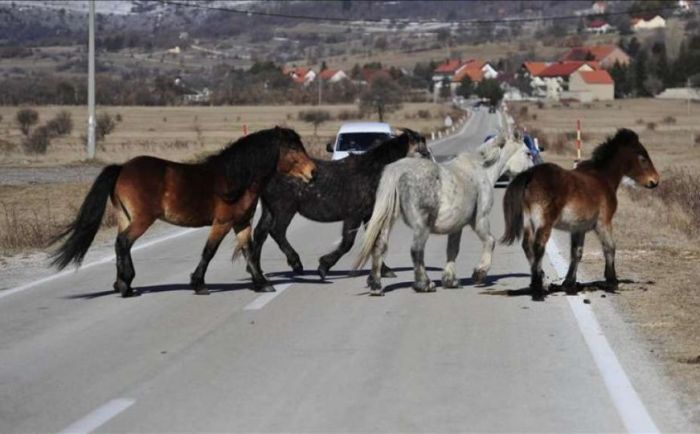 FOTO: Dobojski Info | PUTEVI: Oprez zbog divljih konja na kolovozu na području Livna