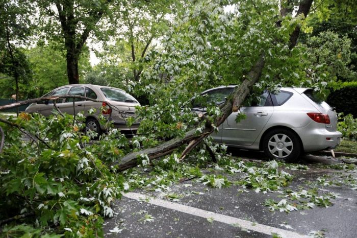 FOTO: Ilustracija | DOBOJ: Palo drvo, četiri automobila oštećena