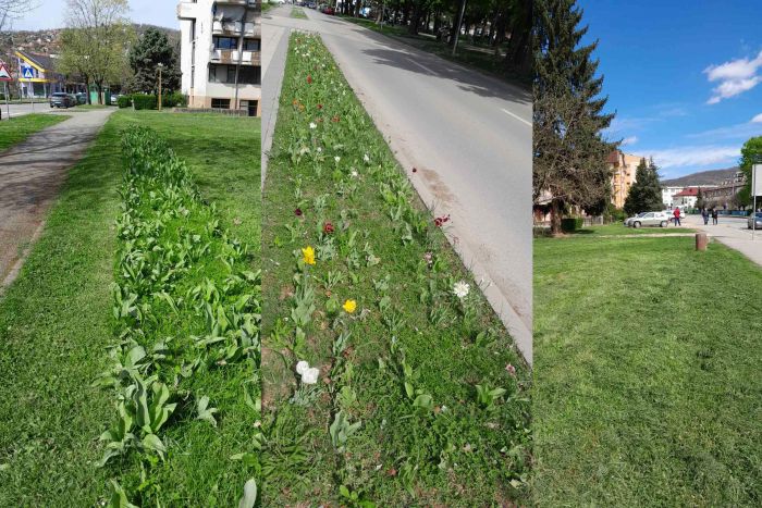 FOTO: Dobojski Info | PITANJE ZA LJUBIŠU KOJIĆA: Zašto samo neki tulipani cvjetaju? (FOTO)