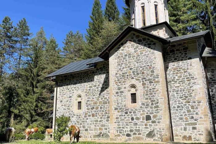 FOTO: Dobojski Info | DOBOJ: Krdo krava u porti Nemanjićkog manastira