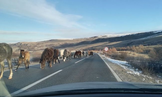 PUTEVI: Oprezno preko Romanije zbog izlaska konja na kolovoz