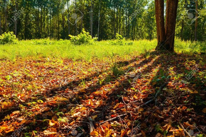 FOTO: Dobojski Info | VRIJEME: Sutra promjenljivo sa sunčanim intervalima