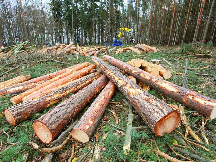 Nije samo kiša kriva za gubitke u “Šumama RS”: Višak stranačkih direktora, a manjak šumskih radnika