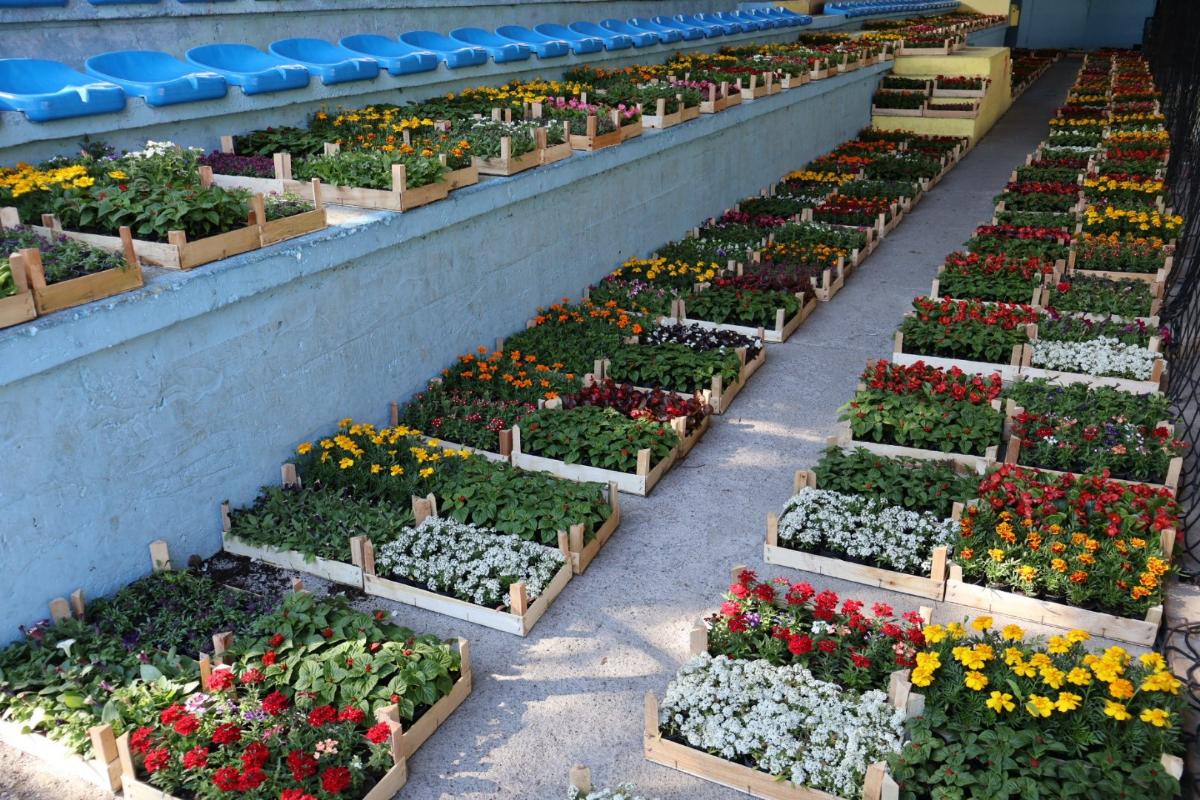 DOBOJ: Podijeljeno 12.100 sadnica u akciji „Za ljepši i uređeniji Doboj“