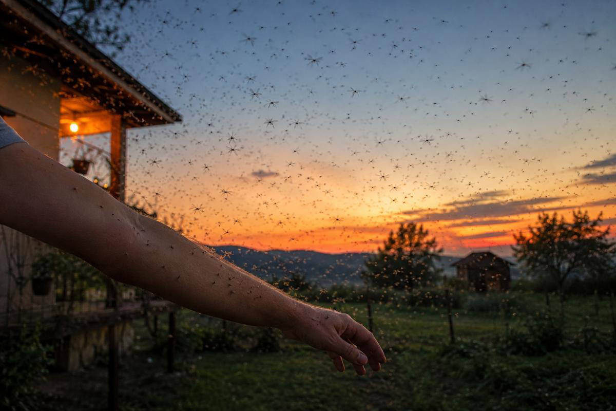 GRAĐANI UPOZORAVAJU NA NAJEZDU KOMARACA: Da li Grad Doboj planira konkretne mjere?