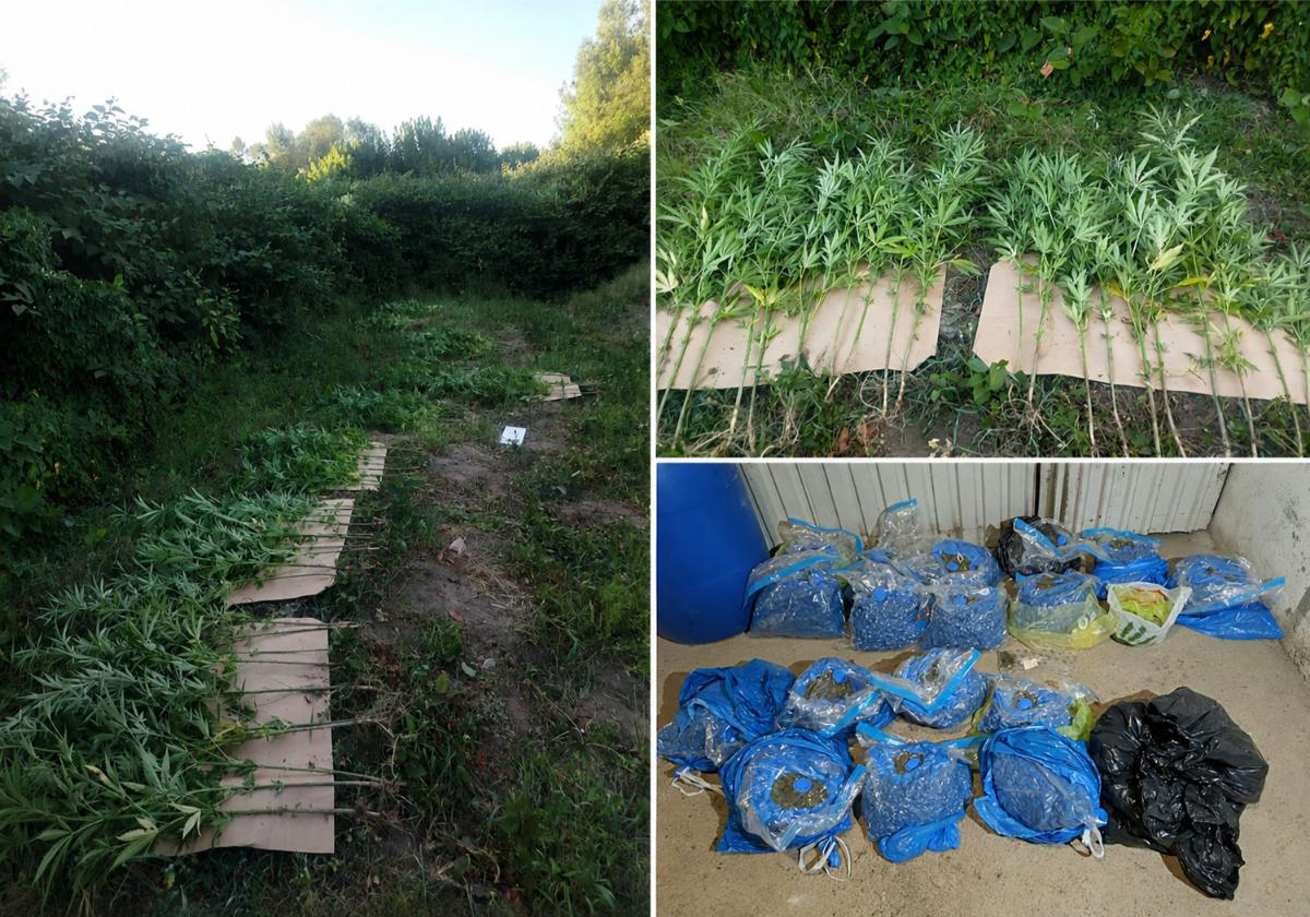 (FOTO) Akcija „Vakum“ u Doboju: Uhapšene dvije osobe, pronađene 93 stabljike i 17,7 kilograma biljne materije