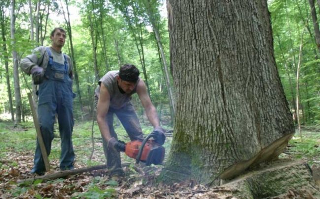 „Šumama“ podsticaj za zapošljavanje i pored milionskih dugova